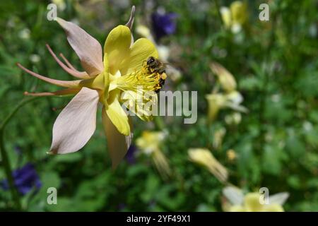 Un'ape che ronza vicino al fiore Granny's Bonnet. Nota anche come Columbine. Impollinazione delle api. Insetto avvolgente da fiori luminosi. Foto Stock