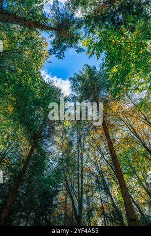 Guardando in alto il baldacchino di una foresta, i vivaci colori autunnali riempiono la scena. Il cielo azzurro è visibile attraverso i rami, evidenziando il ri Foto Stock