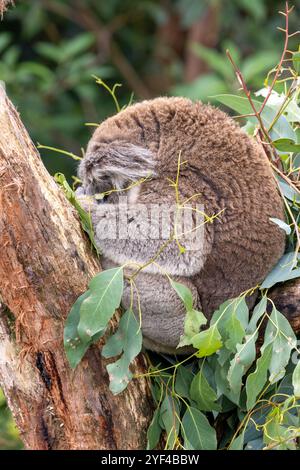 Un koala, Phascolarctos cinereus, si è arricciato e dormito in un albero di eucalipto, Australia. Questo carino marsupiale è in pericolo in natura. Foto Stock