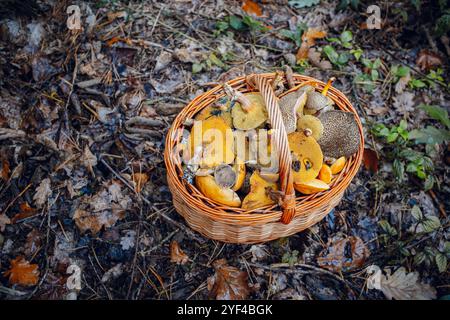 Un cestino pieno di una varietà di funghi gustosi e nutrienti raccolti dalla foresta. La scena mostra la taglia naturale del bosco, Hig Foto Stock