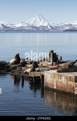 Vista invernale del leone marino Steller o del leone marino del Nord (Eumetopias jubatus) sulla costa del Pacifico. Avachinskaya Bay, Petropavlovsk-Kamchatsky City, K. Foto Stock