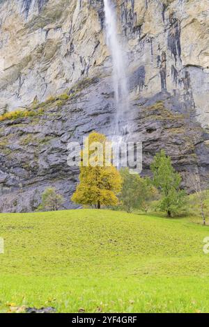 Un albero autunnale giallo dorato su un prato verde con una spettacolare cascata sullo sfondo, incorniciato da una parete rocciosa, Lauterbrunnen, Svizzera, Europa Foto Stock