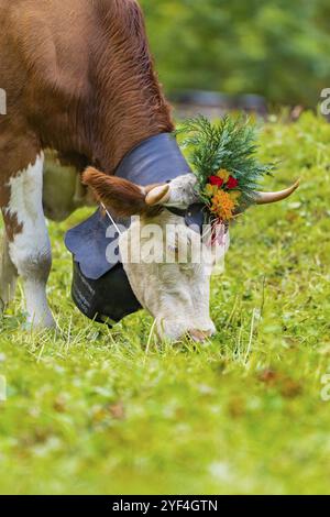 Mucca su un pascolo con corna floreali e una campana intorno al collo, Lauterbrunnen, Svizzera, Europa Foto Stock