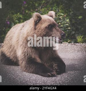 Affamato e arrabbiato wild Kamchatka orso bruno menzogne e guardare lontano. Eurasia, Estremo Oriente Russo, penisola di Kamchatka. Marrone Vintage tonica foto con Instag Foto Stock