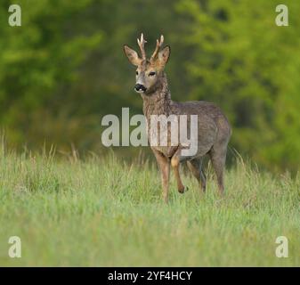 Roe Deer (Capreolus capreolus), roebuck con inizio cambio di capelli in piedi in un prato e guardando attentamente, fauna selvatica, Turingia, Germania, Europa Foto Stock