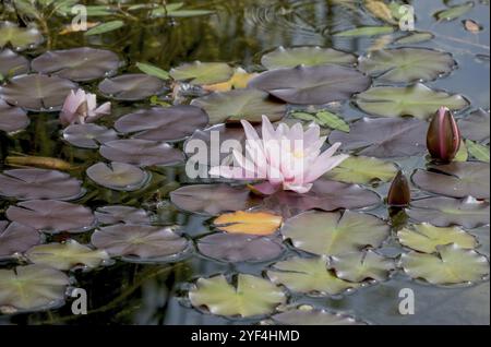 Ninfea (Nymphaea), rosa, Paesi Bassi Foto Stock