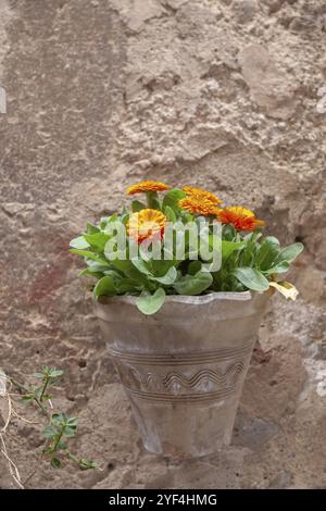 Vaso di fiori decorato con calendule appese su una facciata della casa, Valldemossa, Maiorca, Isole Baleari, Spagna, Europa Foto Stock