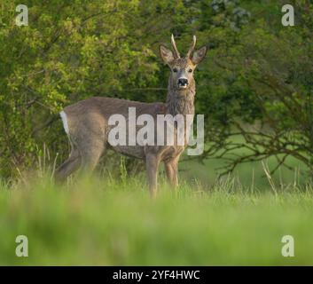 Roe Deer (Capreolus capreolus), roebuck con inizio cambio di capelli in piedi in un prato e guardando attentamente, fauna selvatica, Turingia, Germania, Europa Foto Stock