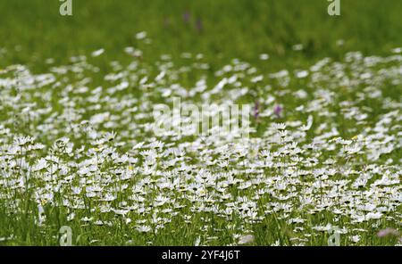 Prato con marguerite (Leucanthemum), Germania, Europa Foto Stock