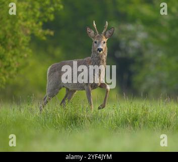 Roe Deer (Capreolus capreolus), roebuck con inizio cambio di capelli in piedi in un prato e guardando attentamente, fauna selvatica, Turingia, Germania, Europa Foto Stock