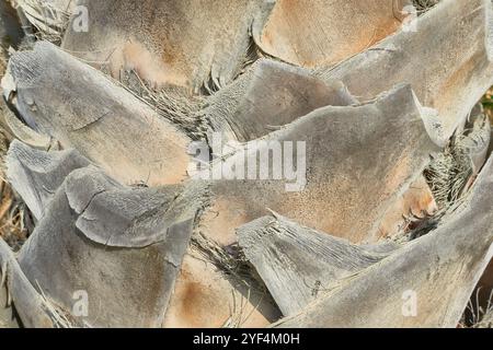 Primo piano della corteccia di palma che mostra motivi geometrici naturali e consistenza superficiale ruvida e fibrosa nei toni marrone e grigio Foto Stock