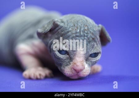 Ritratto di Sphynx Hairless Gatto di blu e bianco di due settimane giacente su sfondo blu. Carino maschio pussycat con grandi occhi che guardano attentamente a è venuto Foto Stock