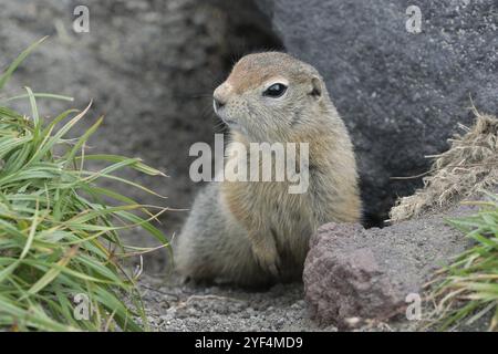 Curioso ma cauto animale selvaggio artico terra scoiattolo capita fuori di buco sotto la pietra e guardando intorno in modo da non cadere in mascelle di api predatorie Foto Stock