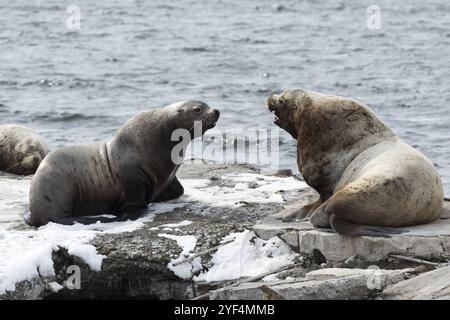 Natura della Kamchatka: Leone marino Steller o leone marino del Nord (Eumetopias jubatus) . Russia, penisola di Kamchatka, Baia di Avachinskaya, Petropavlovsk Foto Stock