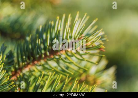 Albero di Natale di pino naturale di ramo con aghi che crescono in foresta in giornata di sole. Macro shot, primo piano vista morbida e ariosa dell'abete verde. Sof. Selettivo Foto Stock