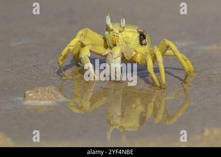 Granchio fantasma, spiaggia, fangoso, granchio di sabbia a occhio corno, granchio equitazione indo-Pacifico, granchio Geisetr, granchio, granchio, granchio, granchio, granchio decapato, corpo idrico, Raysut, Sal Foto Stock