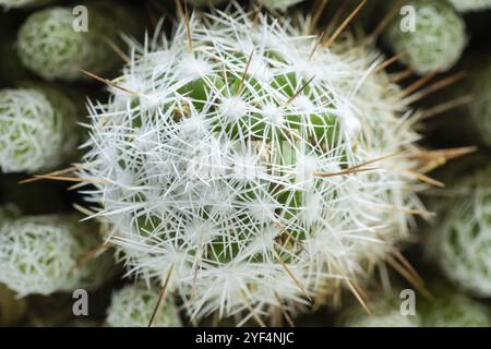 Vista dall'alto primo piano dei cactus verdi rotondi con aghi bianchi. Natura verde deserto esotico pianta natura natura natura natura natura natura natura natura natura natura natura natura natura Foto Stock