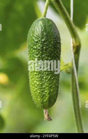 Un maturo cetriolo organico si blocca sul ramo in serra in azienda agricola prima del raccolto. Concetto: il vegetarianismo, coltivazione di ortaggi biologici, eco Foto Stock