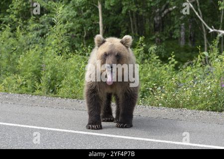 L'orso bruno Kamchatka affamato gli ha tolto la lingua dalla bocca, si trova su una strada asfaltata. Eurasia, Estremo Oriente russo, penisola di Kamchatka Foto Stock