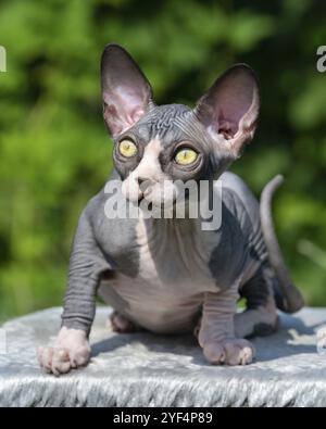 Adorabile cucciolo senza capelli bicolore Sphynx con grandi occhi gialli seduti su tappeto in estate giorno di sole fuori, guardando verso l'alto. Messa a fuoco in primo piano. Sfocatura naturale Foto Stock