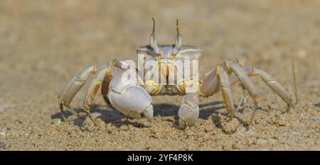 Granchio fantasma, spiaggia, fangoso, granchio di sabbia a occhio corno, granchio equitazione indo-Pacifico, granchio Geisetr, granchio, granchio, granchio, granchio, granchio decapato, corpo idrico, Raysut, Sal Foto Stock