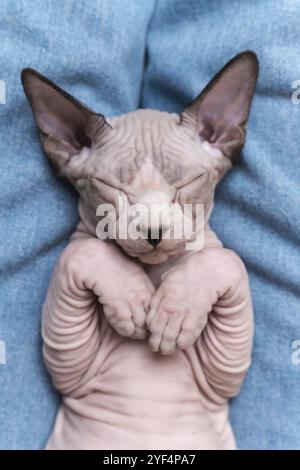 Il canadese Sphynx Cat è di colore bianco e visone blu a occhi chiusi, dormendo sdraiato sulla schiena su jeans blu. Primo piano dall'alto. Attenzione selettiva su Foto Stock