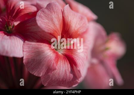 Rosa petali di fiori Pelargonium zonale Willd. La fotografia macro di petali di bellezza, provocando una sensazione piacevole da guardare le foto. Selettivi, soft focus Foto Stock