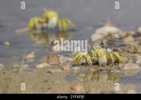 Granchio fantasma, spiaggia, fangoso, granchio di sabbia a occhio corno, granchio equitazione indo-Pacifico, granchio Geisetr, granchio, granchio, granchio, granchio, granchio decapato, corpo idrico, Raysut, Sal Foto Stock