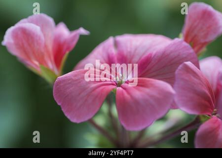 Colore rosa pallido di petali di fiori Pelargonium zonale Willd. Vista ravvicinata di una splendida pianta, che crea una piacevole sensazione di vista durante la visione delle foto Foto Stock