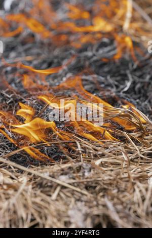 Fuoco che brucia erba secca in prato di foresta di primavera. Messa a fuoco selettiva morbida, sfocatura del movimento dal fuoco e fiamme ad alta temperatura. Vista ravvicinata Foto Stock