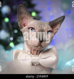 Ritratto ravvicinato di Sphynx Cat con cravatta intorno al collo sullo sfondo di ghirlande di luci natalizie. Occhi blu gattini che guardano la fotocamera. D. Poco profonda Foto Stock