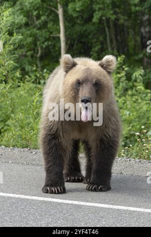 L'orso bruno Kamchatka affamato gli ha tolto la lingua dalla bocca, si trova su una strada asfaltata. Eurasia, Estremo Oriente russo, penisola di Kamchatka Foto Stock