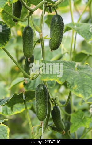 Gruppo di verde naturale cetrioli organico crescono sul letto giardino. Estate di fresco e sano eco ortaggi in serra in azienda agricola prima harve Foto Stock