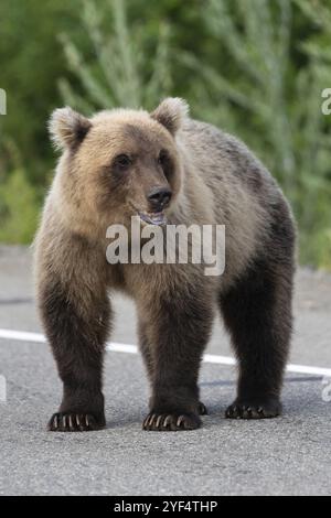 Wild giovani terribili e affamati Kamchatka orso bruno (orientale orso bruno) permanente sulla strada asfaltata, pesantemente la respirazione, annusando e guardando in giro. Eur Foto Stock