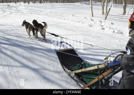 PETROPAVLOVSK KAMCHATSKY CITY, PENISOLA DI KAMCHATKA, ESTREMO ORIENTE RUSSO, 23 febbraio 2017: Kamchatka Kids Competitions Sled Dog Race Dyulin (Beringia) . Runn Foto Stock