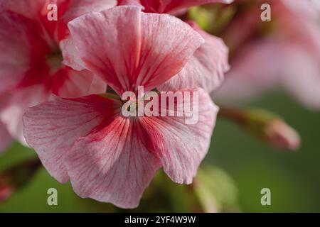 Rosa petali di fiori Pelargonium zonale Willd. La fotografia macro di bellissimi petali, provocando una sensazione piacevole da guardare le foto. Selettivi, morbido, FOC Foto Stock