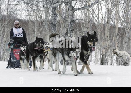 PETROPAVLOVSK-KAMCHATSKY, KAMCHATKA, RUSSIA, 13 aprile 2014: Running dog sled team (Alaskan husky) musher Anastasia Semashkina. Kamchatka Regional Com Foto Stock