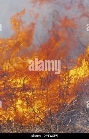 Fuoco fiamme che brucia erba secca in campo agricolo. Sfocatura del movimento dal fuoco e temperatura elevata. Messa a fuoco morbida e selettiva. Vista ravvicinata della stagione naturale Foto Stock