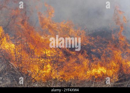 Fiamma rossa-arancione del fuoco con figure diverse su fondo che bruciano erba secca nella foresta primaverile. Messa a fuoco morbida, sfocatura dovuta al fuoco intenso Foto Stock