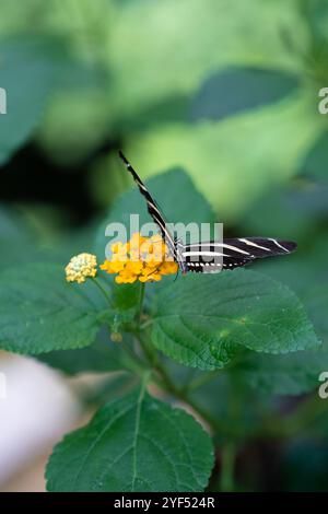 heliconius caritonia a sangue freddo. Una delicata farfalla nera e bianca si vede riposare su vibranti fiori rosa mentre è circondata da un ricco verde fogliame in un tranquillo giardino durante il giorno Foto Stock