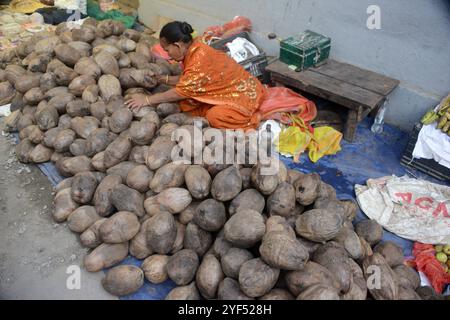 Siliguri, Bengala Occidentale, India. 3 novembre 2024. Una donna Elederly vende noci di cocco mentre i devoti e i fedeli le acquistano in un mercato stradale per il prossimo Chhath Puja Festival a Siliguri. Il Chhath Festival, noto anche come Surya Pooja, o culto del sole, è osservato in alcune parti degli stati indiani settentrionali, e vede devoti adorare il dio del sole sulle rive dei fiumi o piccoli stagni, e pregare per la longevità e la salute del loro coniuge. (Credit Image: © Diptendu Dutta/ZUMA Press Wire) SOLO PER USO EDITORIALE! Non per USO commerciale! Foto Stock