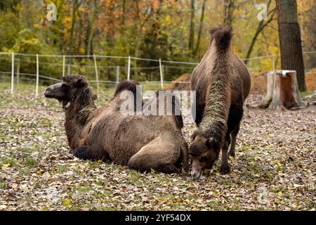 Cammelli battriani goditi la vita in Farm Foto Stock