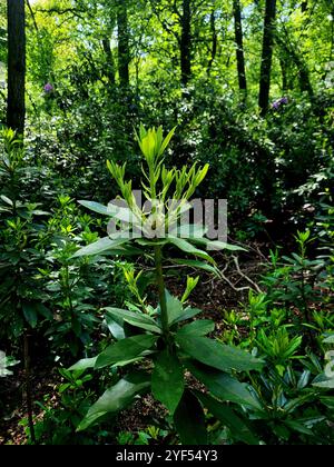 Vicino allo stabilimento giapponese Foto Stock