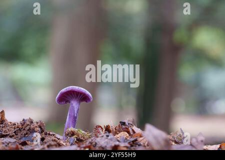 Ametista ingannatore fungo nella New Forest Foto Stock