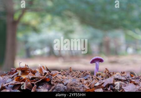 Ametista ingannatore fungo nella New Forest Foto Stock