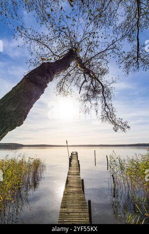 Molo e albero sul lago Plau nella città di Plau am SEE, Germania. Foto Stock