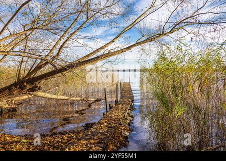 Molo e albero sul lago Plau nella città di Plau am SEE, Germania. Foto Stock