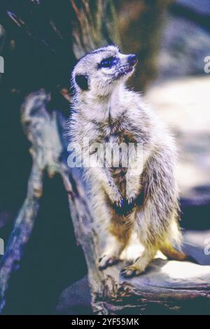 Meerkat in piedi a guardare e osservare Foto Stock