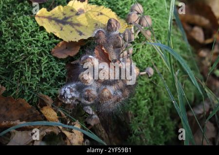 Funghi del cofano fortemente infestati dalla muffa del cofano Foto Stock