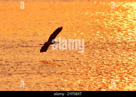 QINGDAO, CINA - 3 NOVEMBRE 2024 - Un airone vola sull'acqua nell'estuario della zona umida del fiume Baisha, Liuting Street, distretto di Chengyang, Qingdao, c Foto Stock